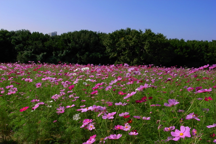 万博公園・コスモス