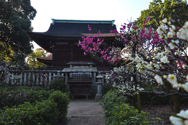 道明寺天満宮・拝殿・本殿