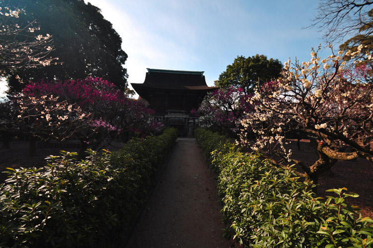 道明寺天満宮・梅園