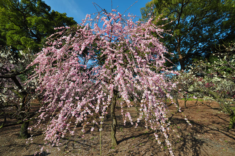 道明寺天満宮・梅園