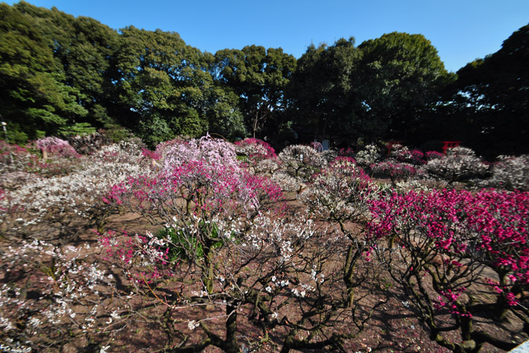 道明寺天満宮・梅園