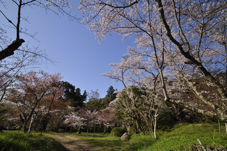 観心寺・境内