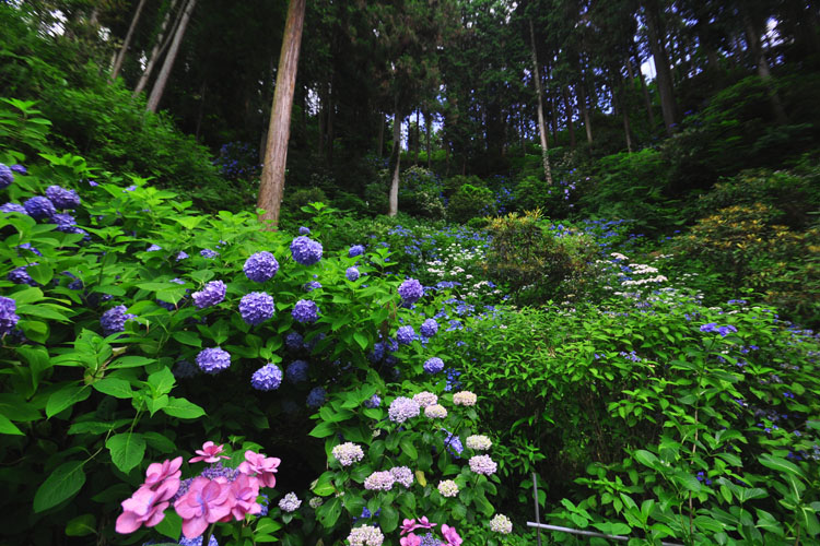 山燈火・アジサイ