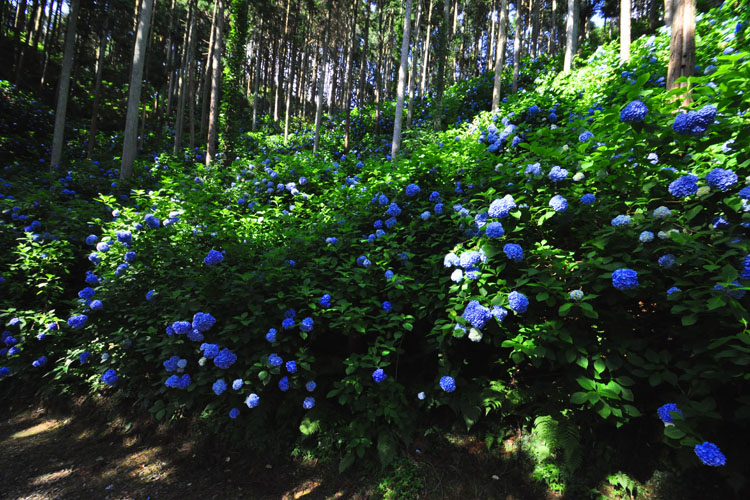 山燈火・アジサイ