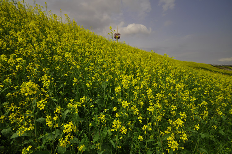 淀川河川敷・菜の花