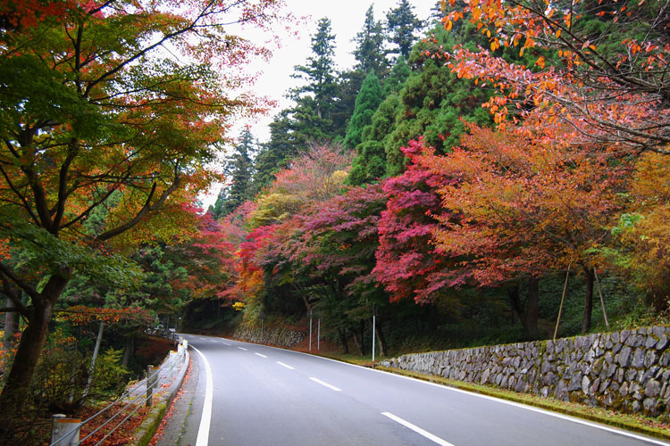 比叡山ドライブウェイ・紅葉