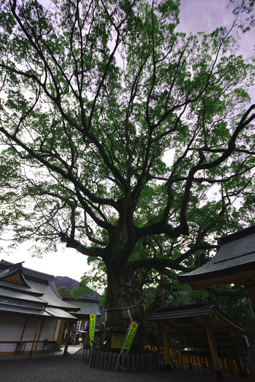 熊野那智大社・大楠