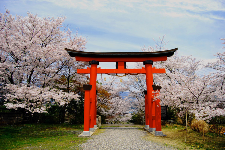 丹生官省符神社・境内桜